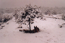 Schutz vor dem Schnee